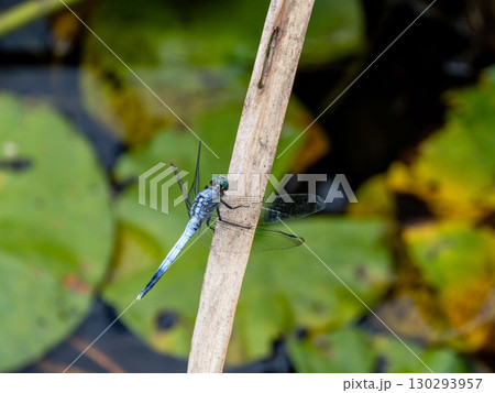池の枯草にとまるオスのシオカラトンボ 130293957
