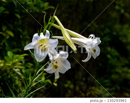 タカサゴユリの花 タカサゴユリの花 130293961