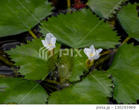 水面で咲いているヒシの花 130293969