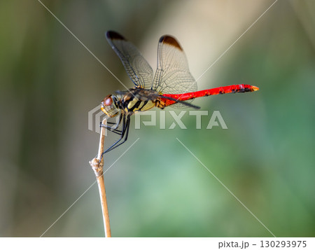 枯れ木にとまるオスのリスアカネ 130293975