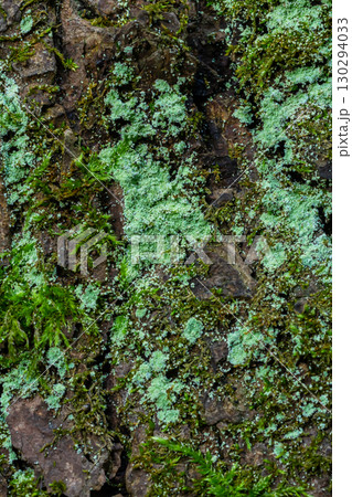 Tree bark lichen is a symbiosis of an algae or cyanobacteria living among filaments of multiple fungi species. Fungal mold spot live on rotten wood in the forest. Concept for biology and biodiversity Tree bark lichen is a symbiosis of an algae or cyanobacteria living among filaments of multiple fungi species. Fungal mold spot live on rotten wood in the forest. Concept for biology and biodiversity 130294033