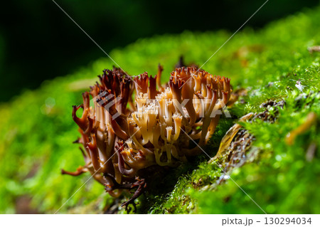 The genus Ramaria comprises approximately 200 species of coral fungi. Several, such as Ramaria flava, are edible, though they are easily confused with several mildly poisonous species 130294034