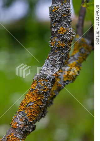 Orange lichen, yellow scale, maritime sunburst lichen or shore lichen Xanthoria parietina is a foliose or leafy lichen. Intensive color of structures on twigs of a tree Orange lichen, yellow scale, maritime sunburst lichen or shore lichen Xanthoria parietina is a foliose or leafy lichen. Intensive color of structures on twigs of a tree 130294038