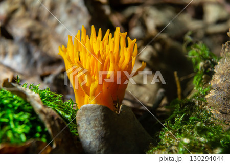 Bright yellow Calocera viscosa emerging from the forest floor, showcasing its unique coral-like structure among moss and leaves Bright yellow Calocera viscosa emerging from the forest floor, showcasing its unique coral-like structure among moss and leaves 130294044