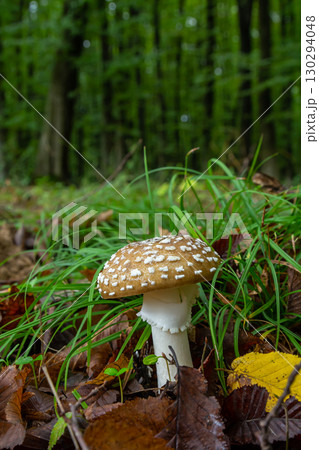 The Amanita pantherina, or the Panther Cap, a beautiful and iconic mushroom. A muted relative of the Amanita muscaria or fly agaric, its cap features a bold pattern 130294048