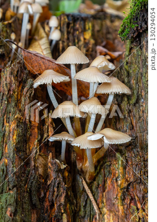 Clusters of Psathyrella mushrooms emerging from decaying wood in a forest setting on a sunny day, showcasing delicate caps and slender stems Clusters of Psathyrella mushrooms emerging from decaying wood in a forest setting on a sunny day, showcasing delicate caps and slender stems 130294054