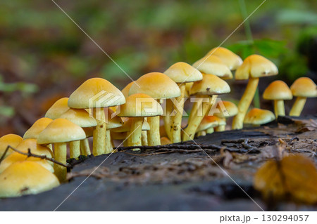 Sulphur tuft, Hypholoma fasciculare, or clustered woodlover on a dead tree 130294057