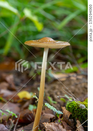 Oudemansiella radicata mushroom grows in a forest setting surrounded by lush green foliage and earthy tones 130294060