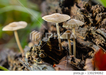 Mushrooms emerge from decaying wood in a forest habitat showcasing Psathyrella and Mycena galericulata life in early autumn Mushrooms emerge from decaying wood in a forest habitat showcasing Psathyrella and Mycena galericulata life in early autumn 130294062