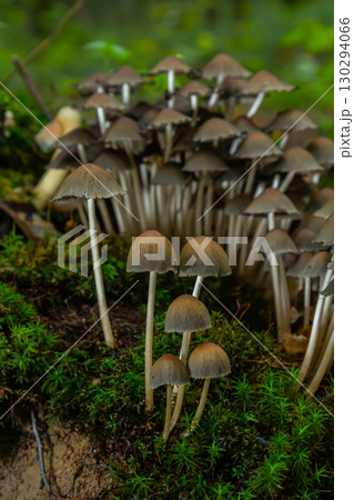 Mushrooms growing in a forest with ferns in early autumn under soft light surrounding the Amanita phalloides and Coprinellus disseminatus Mushrooms growing in a forest with ferns in early autumn under soft light surrounding the Amanita phalloides and Coprinellus disseminatus 130294066