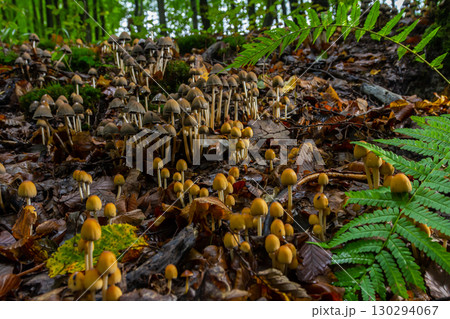 Mushrooms growing in a forest with ferns in early autumn under soft light surrounding the Amanita phalloides and Coprinellus disseminatus Mushrooms growing in a forest with ferns in early autumn under soft light surrounding the Amanita phalloides and Coprinellus disseminatus 130294067