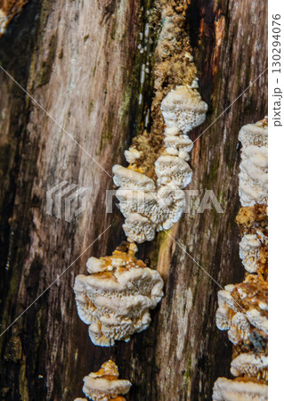 Closeup Trametes pubescens or Trametes hirsute , its a kind of mushroom Closeup Trametes pubescens or Trametes hirsute , its a kind of mushroom 130294076