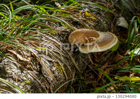 Mushroom Psathyrella and Fomitopsis betulina growing on a fallen log surrounded by greenery in a forest setting 130294080