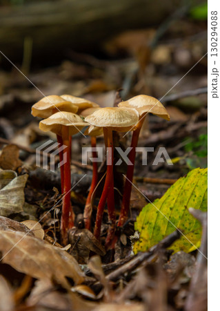 Mycena crocata mushrooms growing among fallen leaves in a forest during autumn 130294088
