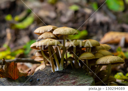 The Conifer Tuft specialises on coniferous dead wood. The stipes are often bent and they grow in tight clumps. The parasol flattens as they grow 130294089