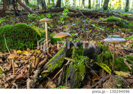 Oudemansiella radicata mushrooms growing on a mossy forest floor in a serene woodland setting during early autumn 130294096