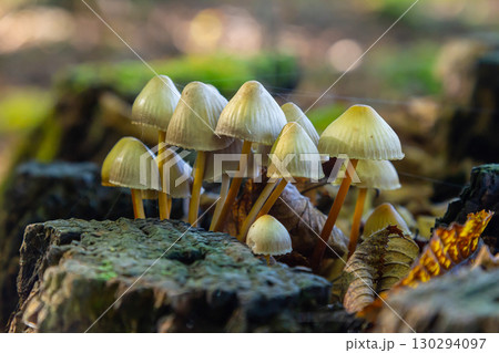 Fungal clusters of Psathyrella and Coprinellus disseminatus emerging from decaying wood in a forest setting during late autumn 130294097