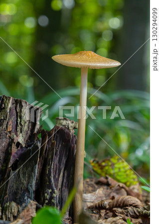 Oudemansiella radicata mushroom growing on a decaying tree stump in a lush forest setting during daylight hours Oudemansiella radicata mushroom growing on a decaying tree stump in a lush forest setting during daylight hours 130294099
