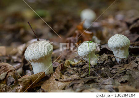 A detailed view of a Lycoperdon perlatum mushroom, also known as the common puffball, sitting on the forest floor. Its textured, round shape contrasts with the earthy surroundings 130294104