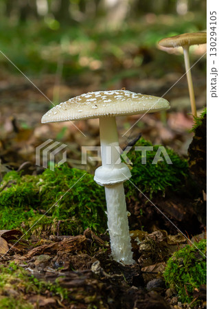 The Amanita pantherina, or the Panther Cap, a beautiful and iconic mushroom. A muted relative of the Amanita muscaria or fly agaric, its cap features a bold pattern The Amanita pantherina, or the Panther Cap, a beautiful and iconic mushroom. A muted relative of the Amanita muscaria or fly agaric, its cap features a bold pattern 130294105