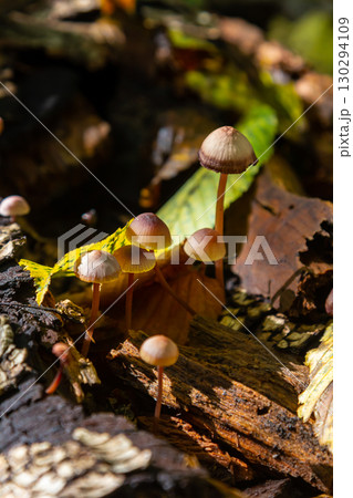 Mushrooms of Amanita phalloides and Mycena galericulata growing on decaying wood amidst autumn foliage Mushrooms of Amanita phalloides and Mycena galericulata growing on decaying wood amidst autumn foliage 130294109
