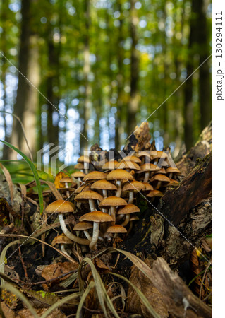 The Conifer Tuft specialises on coniferous dead wood. The stipes are often bent and they grow in tight clumps. The parasol flattens as they grow The Conifer Tuft specialises on coniferous dead wood. The stipes are often bent and they grow in tight clumps. The parasol flattens as they grow 130294111