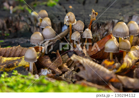 Mushroom cluster of Psathyrella and Coprinellus disseminatus thriving on decaying wood in a woodland setting 130294112