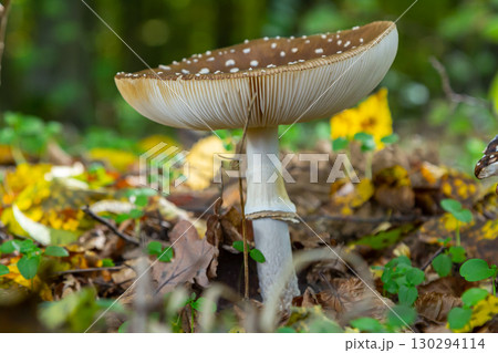 The Amanita pantherina, or the Panther Cap, a beautiful and iconic mushroom. A muted relative of the Amanita muscaria or fly agaric, its cap features a bold pattern 130294114