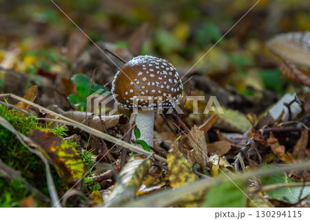 The Amanita pantherina, or the Panther Cap, a beautiful and iconic mushroom. A muted relative of the Amanita muscaria or fly agaric, its cap features a bold pattern 130294115