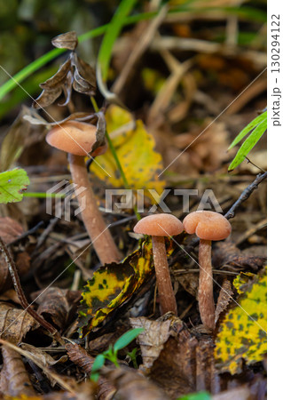 Identification of Xerocomellus chrysenteron and Cortinarius rubellus mushrooms in a forest setting 130294122