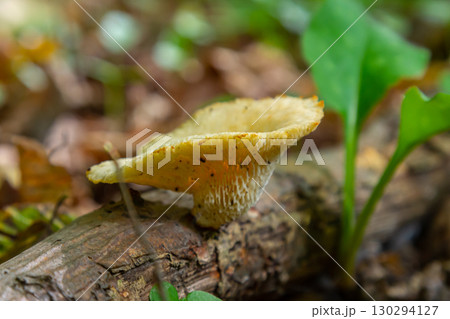 Unique view of Amanita phalloides and Neofavolus alveolaris in a forest setting during the summer season 130294127