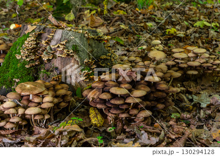 Sulphur tuft, Hypholoma fasciculare, or clustered woodlover on a dead tree 130294128