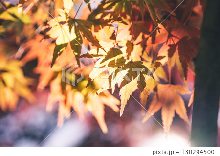 ライトアップされた紅葉 130294500