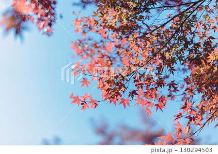 秋の青空と紅葉 130294503
