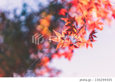 真っ赤な紅葉 130294505