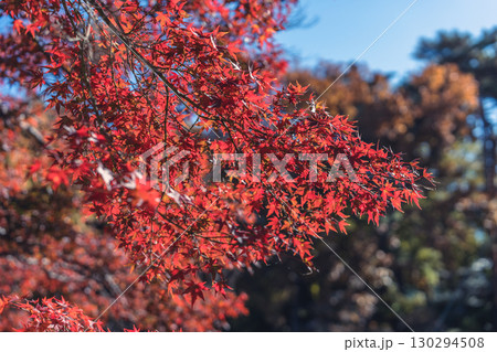 真っ赤な紅葉 130294508