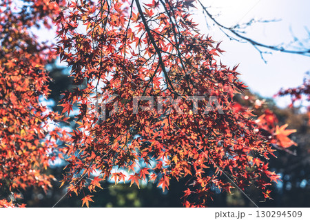 真っ赤な紅葉 130294509
