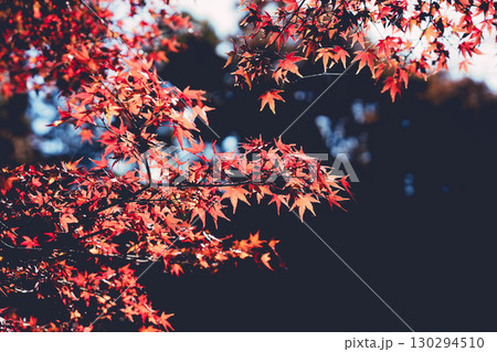 赤く染まった紅葉 130294510