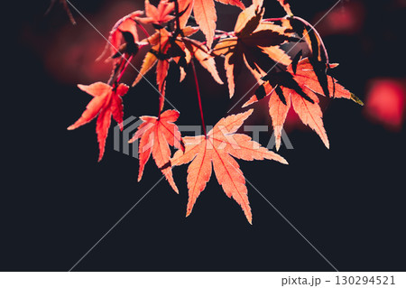 赤く染まったモミジのクローズアップ 130294521