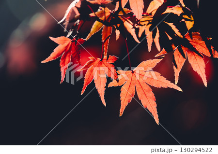 真っ赤な紅葉 130294522