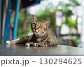 タイバンコクで見つけた猫 タイバンコクで見つけた猫 130294625