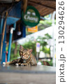 タイバンコクで見つけた猫 タイバンコクで見つけた猫 130294626