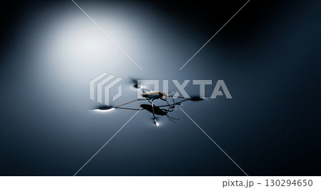 A Minimalist Shot of a Water Strider in a Spotlight 130294650