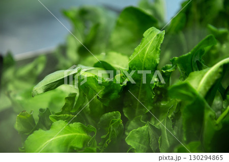 Fresh green spinach leaf in shallow depth of field and mist of sprayed water from humidifier. Storage and sale of fresh greens 130294865