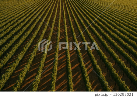 Vineyard rows stretch across the landscape under the golden light of evening, showcasing carefully cultivated grapevines in perfect symmetry 130295021