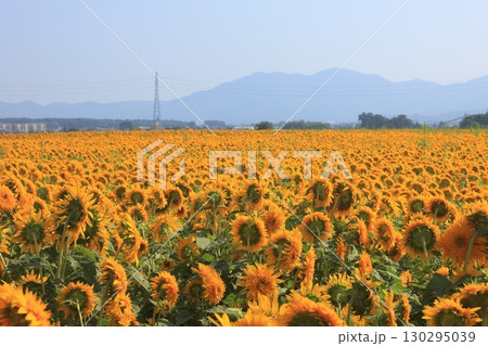 ひまわり畑に広がる100万本のひまわり 130295039