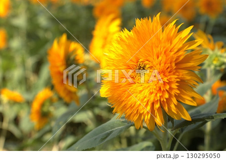 黄色いひまわりの花 130295050