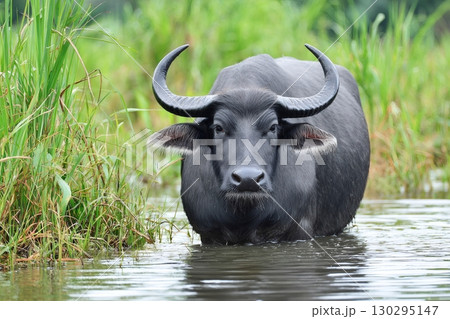 Large water buffalo cooling in river on sunny day 130295147