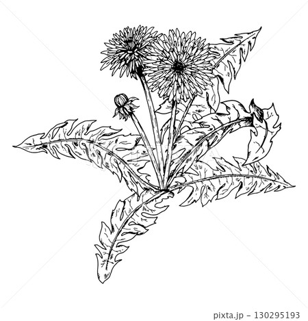 Hand drawn vector illustration of dandelion Taraxacum officinale plant with serrated leaves, stems, buds and flower heads in ink engraving style, ideal for herbal packaging, labels, logos, printmaking Hand drawn vector illustration of dandelion Taraxacum officinale plant with serrated leaves, stems, buds and flower heads in ink engraving style, ideal for herbal packaging, labels, logos, printmaking 130295193