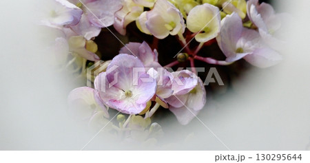紫陽花センターフォーカスクローズアップ   2 130295644